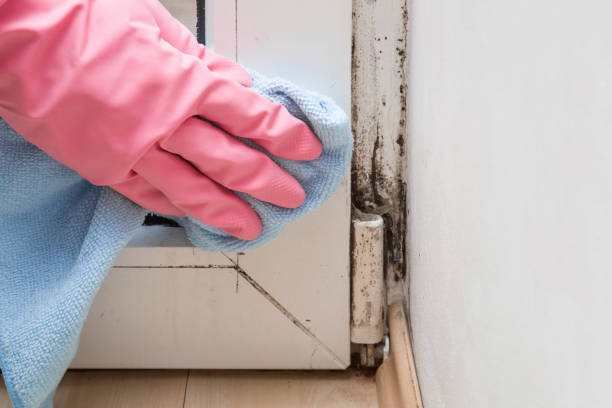 Professional Mold Inspection, Removal & Remediation in Ladoga, IN